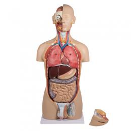 Erler Zimmer Anatomie-Modell 