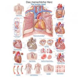 Erler Zimmer Anatomische Lehrtafel, Das menschliche Herz