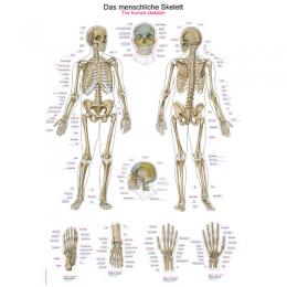 Erler Zimmer Anatomische Lehrtafel, Das menschliche Skelett