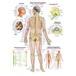 Erler Zimmer Anatomische Lehrtafel, Das Nervensystem
