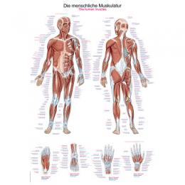 Erler Zimmer Anatomische Lehrtafel, Die menschliche Muskulatur