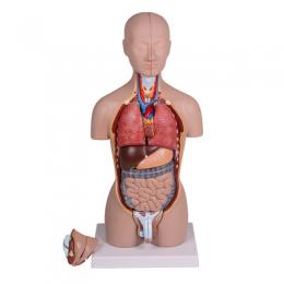 Erler Zimmer Anatomisches Modell 