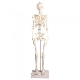 Erler Zimmer Miniatur-Skelett 