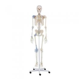 Erler Zimmer Skelettmodell 