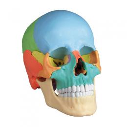 Osteopathie-Schädelmodell, 22-teilig, Farblich gekennzeichnete Strukturen